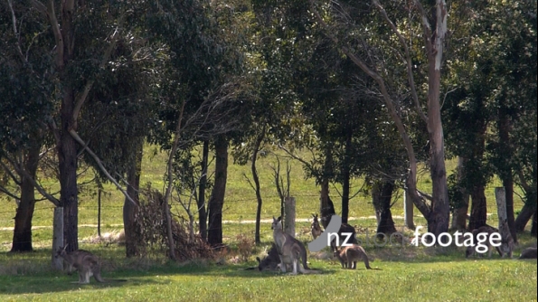 Kangaroos Victoria 2 3787